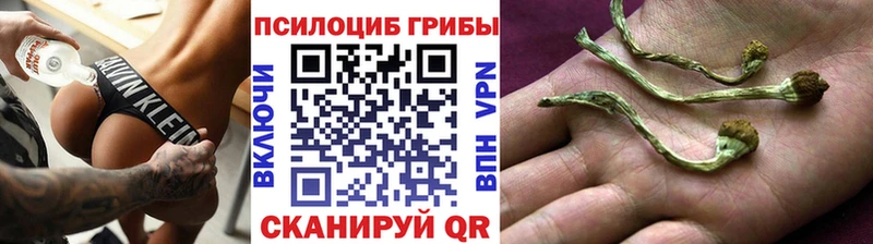 Псилоцибиновые грибы Cubensis  сколько стоит  Буй 